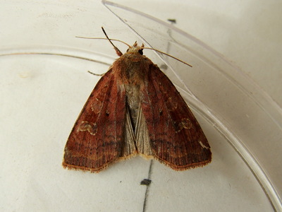 Small Square-spot